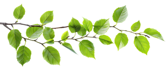 Fresh green leaves on a branch, cut out