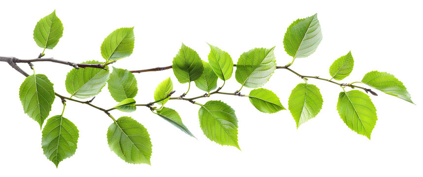 Fototapeta Fresh green leaves on a branch, cut out