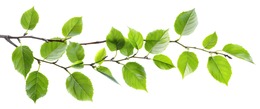 Fresh green leaves on a branch, cut out