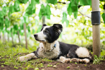 ぶどう畑でくつろぐボーダーコリー