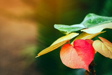 Beautiful red heart shaped leaves on green background. Young red Bodhi leaf on natural tree. Red...