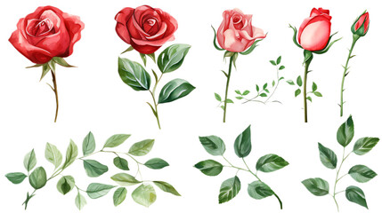 Set roses green leaves on transparent background. Hand drawn botanical watercolor painting for decorative invitations, posters, or cards