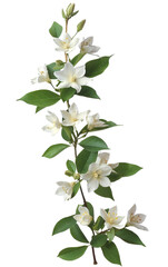 A vertical bouquet of white jasmine flowers with green leaves isolated on a transparent background, perfect for floral designs and decorations.