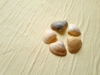 Seashells close up on beige textured background
