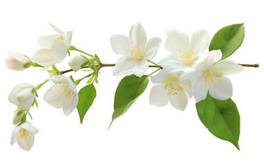 Beautiful white jasmine flowers with lush green leaves on a branch. Perfect for nature and botanical themed projects or designs.