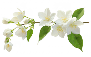 Beautiful white jasmine flowers with lush green leaves on a branch. Perfect for nature and botanical themed projects or designs.