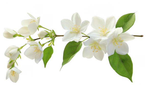 Beautiful white jasmine flowers with lush green leaves on a branch. Perfect for nature and botanical themed projects or designs.