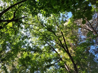 Deciduous tree tops