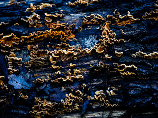 Obraz premium background fungi