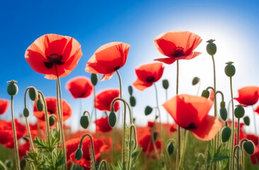 Obraz premium Bright meadow with blooming poppies.