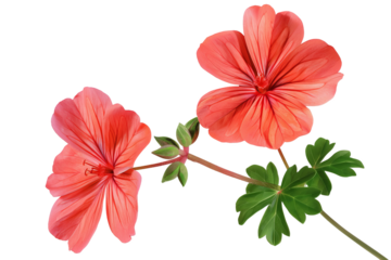 Close-up of vibrant red geranium flowers with green leaves. Perfect for botanical, garden, and nature-focused designs and projects.