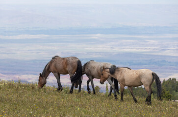 Obraz premium Wild Horses in Summer in the Pryor Moutnains Montana