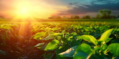 Soybean-Based Biodiesel Fuel: A Nozzle for Renewable Clean Energy in Ecological Sustainability. Concept Renewable Energy, Biodiesel Fuel, Sustainable Technology, Soybean Production, Ecological Impact