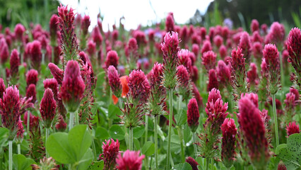 Flowering blossom red clover meadow is cultivated as a useful plant or fodder plant in agriculture...