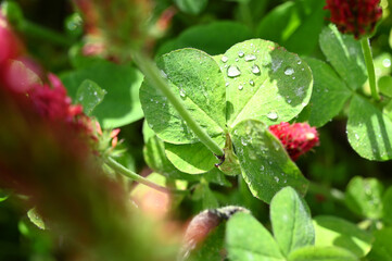 Close up of a red clover plant with water dew drops.