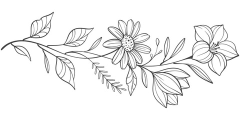 Sketch Floral Botany Collection. flower drawings. Black and white with line art on white backgrounds. Hand Drawn Botanical Illustrations.Vector.