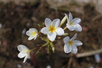 Frangipani or semboja are a group of plants in the genus Plumeria.  The shape is a small tree with sparse but thick leaves.