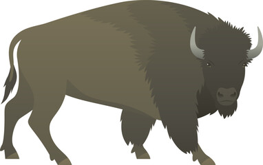 Color vector illustration of bison standing, walking, side view. Wild animal with horns isolated on white background. Wildlife of North America.