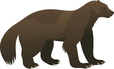 Color vector illustration of wolverine animal standing, side view. Wild carnivorous mammal with isolated on white background. Wildlife of North America.