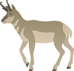 Color vector illustration of pronghorn standing, walking, side view. Wild animal with horns isolated on white background. Wildlife of North America.