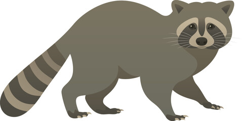 Color vector illustration of cute raccoon sneaking, walking, side view. Wild animal isolated on white background. Wildlife of North America.