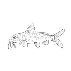 Fototapeta premium Aquarium fish. Catfish. Black and white illustration. Coloring.