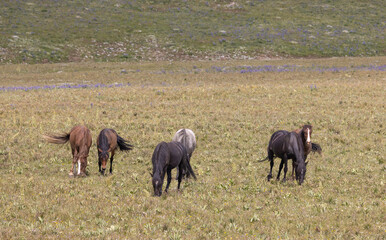 Wild Horses in Summer in the Pryor Moutnains Montana