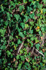 Hedera helix L. ivy texture background pattern , fresh new young evergreen creeper leaves
