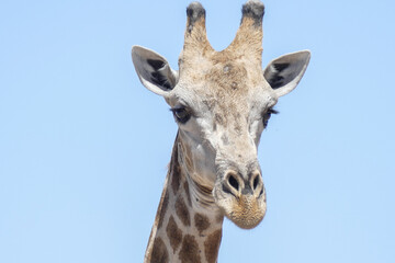 Giraffe
