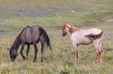 Wild Horses in Summer in the Pryor Moutnains Montana