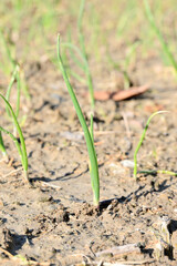 closeup the ripe green onion plant growing in the farm soft focus natural green brown background.