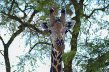 Giraffe