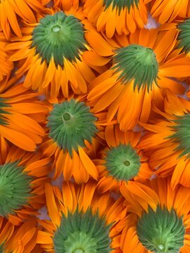 Calendula flowers detail