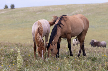 Wild Horses in Summer in the Pryor Moutnains Montana