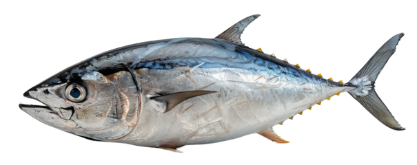 side view of fresh tuna fish isolated on transparent background ,generative ai