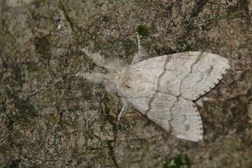 pale tussock moth (Calliteara pudibunda)