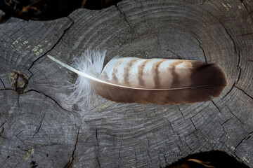 A hawk's feather on a wooden stump