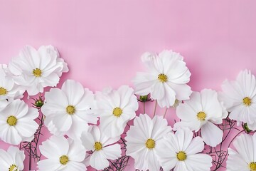 White Cosmos Flowers Border on Pink Background with Copy Space