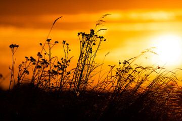 Picturesque sunset with dry grasses and herbs in the background