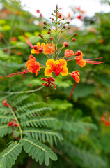 Red flowers on a tree in a tropical park