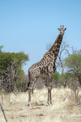 Giraffe