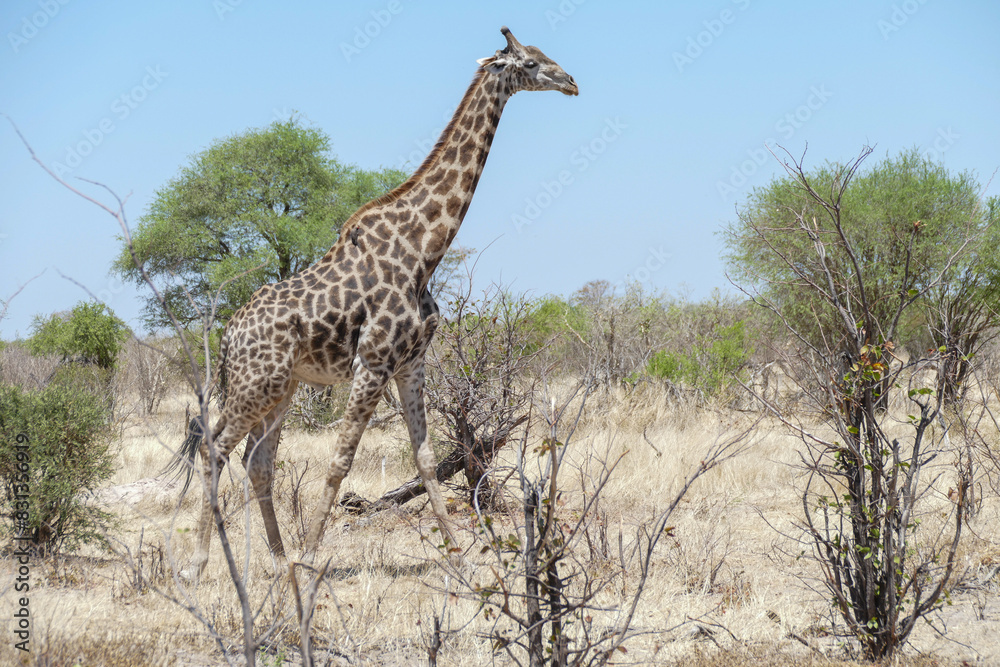 Poster Giraffe