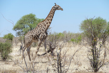 Giraffe
