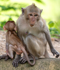 Monkey with baby in tropical park