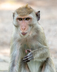 Monkey outdoors in a tropical park