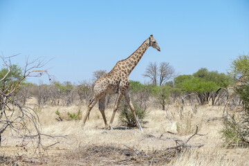 Fototapeta premium Giraffe