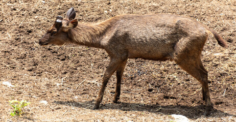 A young deer against the background of the ground