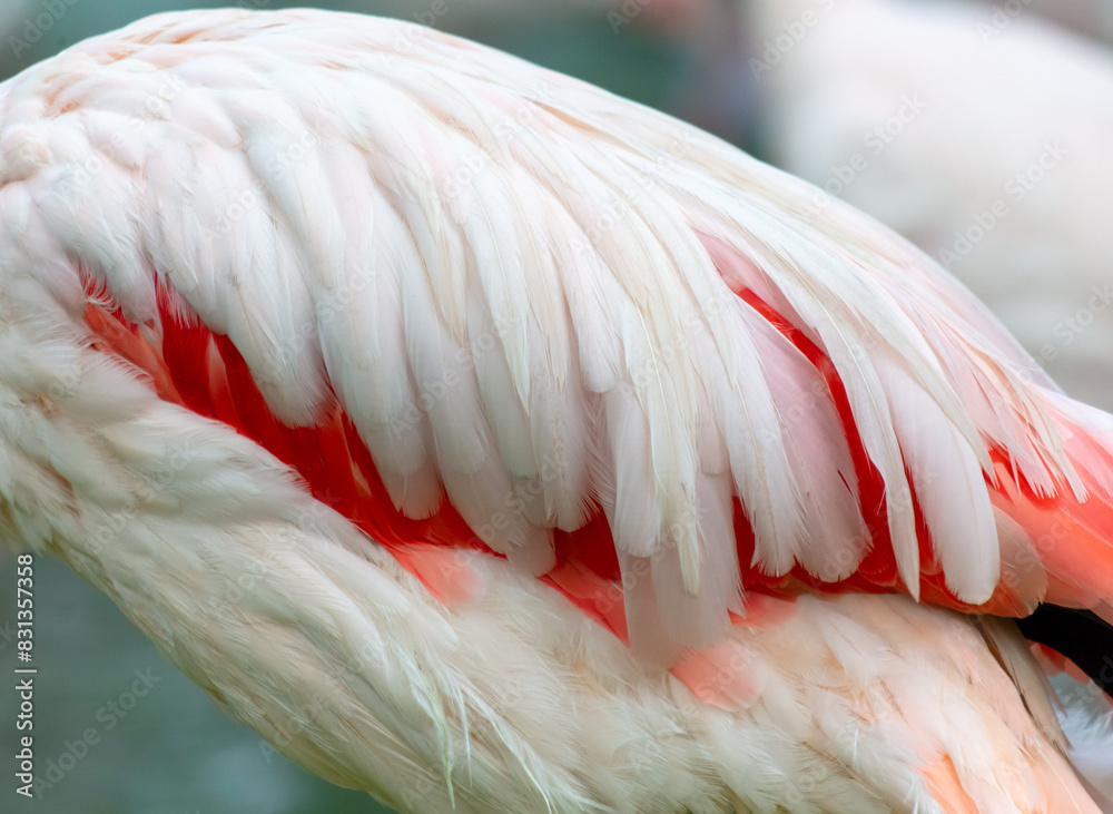 Sticker Wings of a pink flamingo in the park