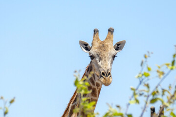 Giraffe