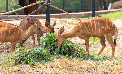 Young deer eat grass in the zoo